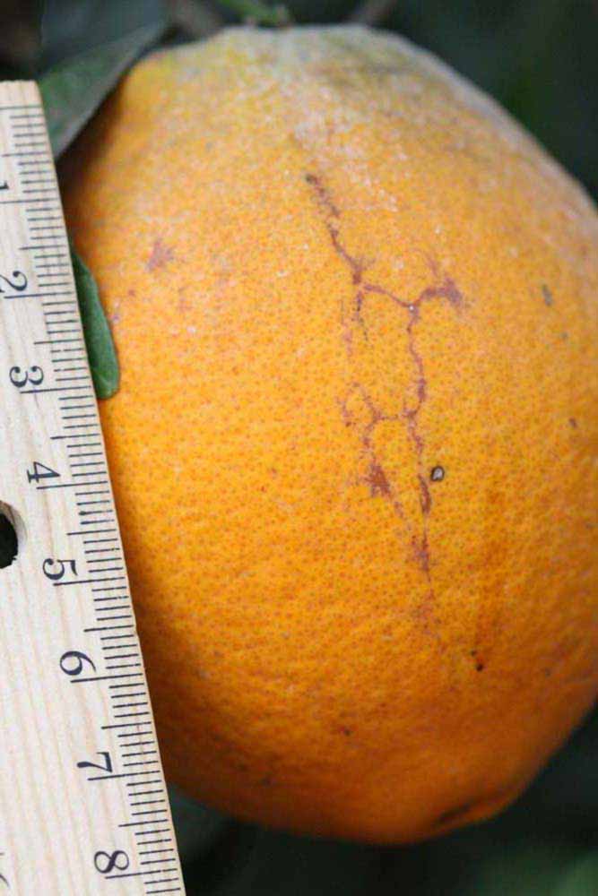            Fruit (Riverside, CA)   